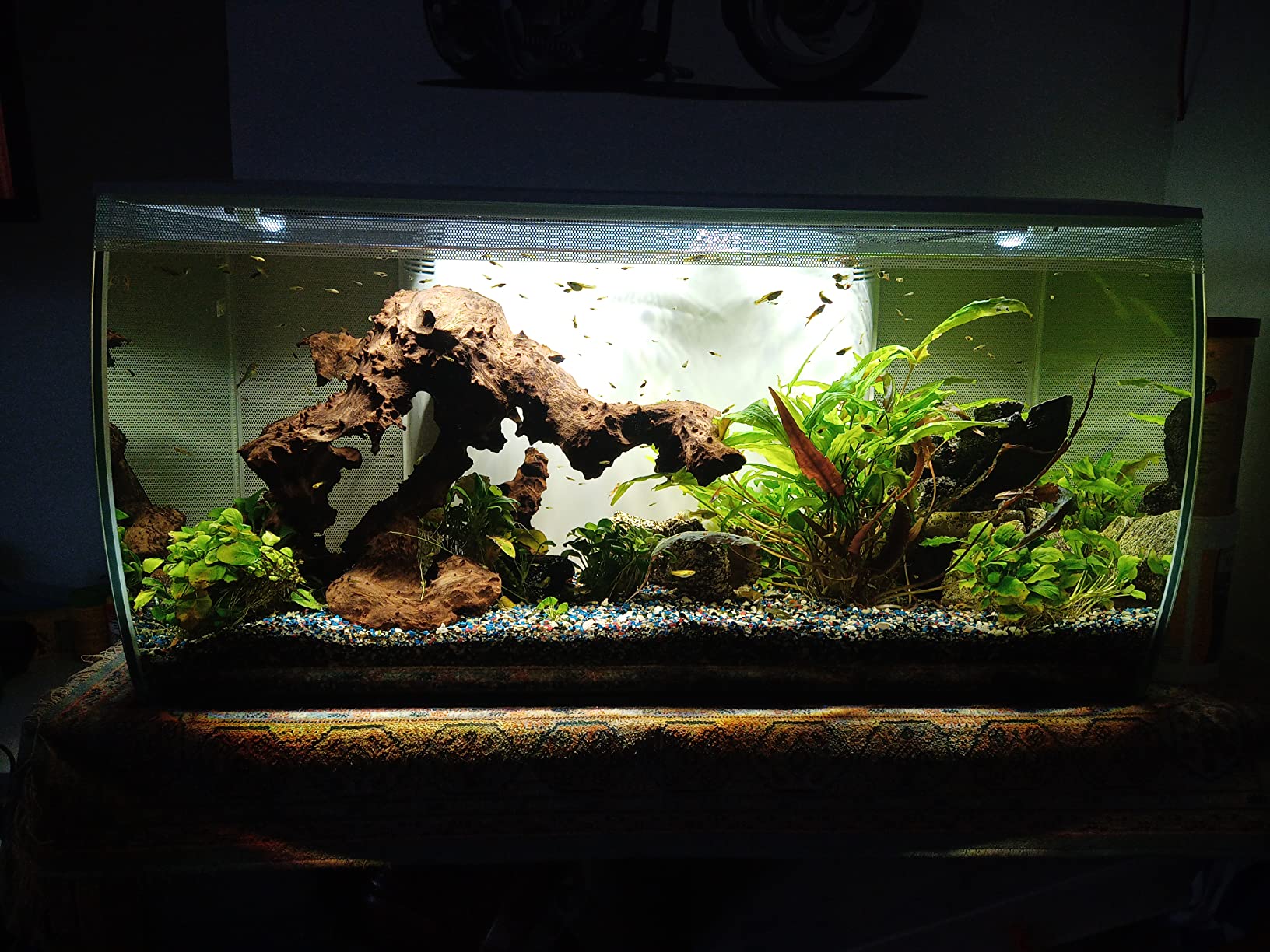 Fluval Flex 32.5 Aquarium Kit - Fish Tank for Fish &Plants.